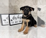 Small #4 German Shepherd Dog