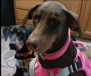 Mother of the Doberman Pinscher puppies born on 05/31/2025