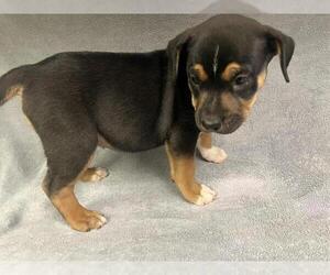 American Pit Bull Terrier Dogs for adoption in HESPERIA, CA, USA