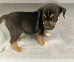 Small American Pit Bull Terrier