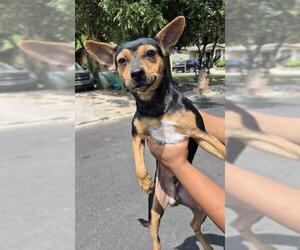 Mutt Dogs for adoption in San Antonio, TX, USA