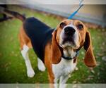 Small Beagle