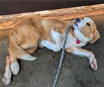 Small #3 Collie Mix