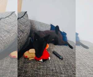Stormy - Female Labrachow Dog for Adoption - Photo #2