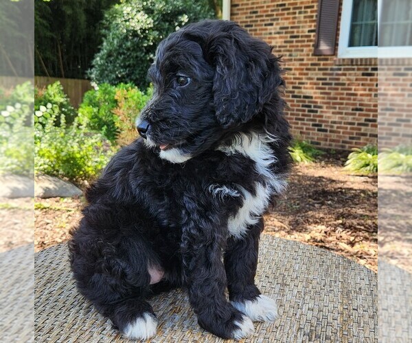Medium Photo #8 F2 Aussiedoodle Puppy For Sale in COLUMBIA, TN, USA