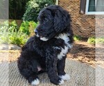 Small #7 F2 Aussiedoodle