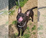Small #2 Boxer Mix