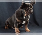 Small Photo #1 French Bulldog Puppy For Sale in EASTON, PA, USA
