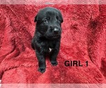Puppy Puppy 1 German Shepherd Dog
