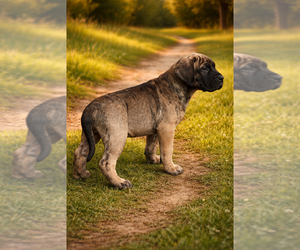 Presa Canario Puppy for sale in ANSON, ME, USA