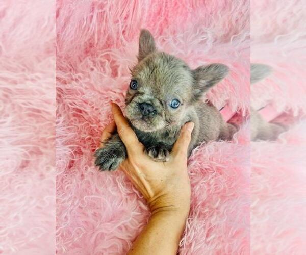 Medium Photo #23 French Bulldog Puppy For Sale in MIAMI, FL, USA