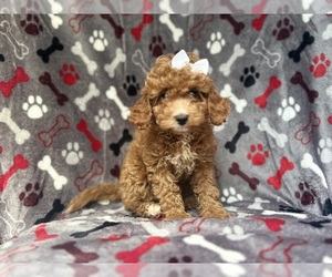 Cavapoo Puppy for sale in LAKELAND, FL, USA