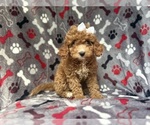 Image preview for Ad Listing. Nickname: Sandy