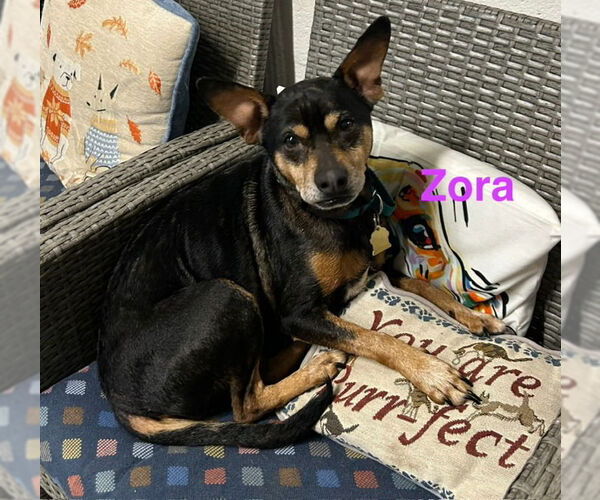 Medium Photo #1 Mutt Puppy For Sale in Ellijay, GA, USA