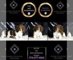Small Photo #105 Dachshund Puppy For Sale in WARSAW, IN, USA
