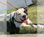 Small #18 American Pit Bull Terrier Mix