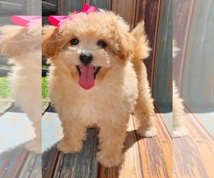 Pomeranian Puppy for sale in INDIANAPOLIS, IN, USA
