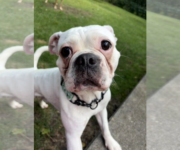 Medium Photo #1 Buggs Puppy For Sale in Oro Medonte, Ontario, Canada