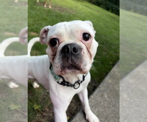 Buggs Dogs for adoption in Oro Medonte, Ontario, Canada