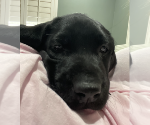 Labrador Retriever Puppy for sale in SHINGLE SPRINGS, CA, USA