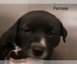 Small #4 Great Pyrenees Mix