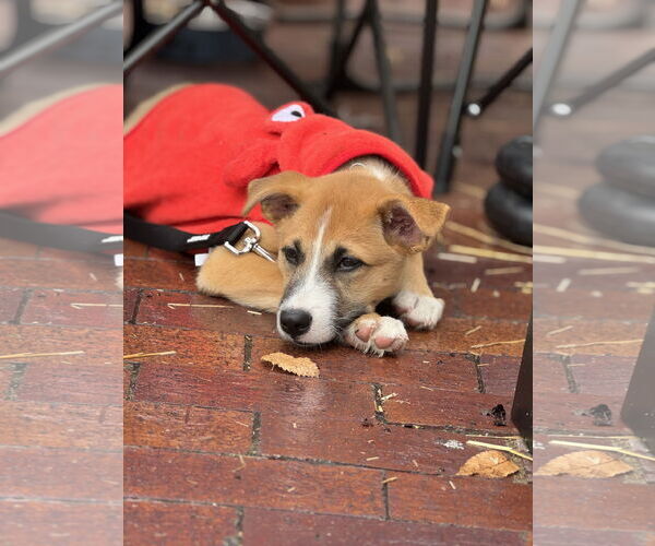 Medium Photo #7 Mutt Puppy For Sale in Fort Worth, TX, USA