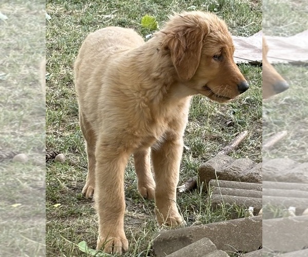 Medium Photo #10 Golden Retriever Puppy For Sale in VANCOUVER, WA, USA