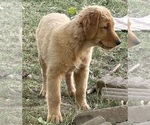 Puppy Puppy 3 pink Golden Retriever