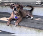 Small #7 Mutt