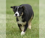 Small #2 Australian Shepherd Mix