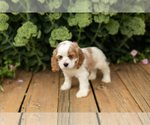 Small Photo #5 Cocker Spaniel Puppy For Sale in NAPPANEE, IN, USA