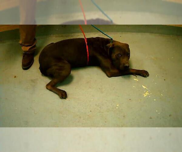 Medium Photo #1 Mutt Puppy For Sale in Tulsa, OK, USA