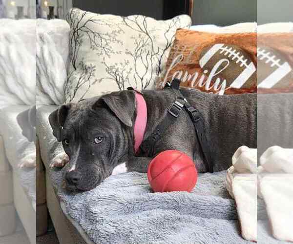 Medium Photo #3 Staffordshire Bull Terrier-Unknown Mix Puppy For Sale in Germantown, OH, USA