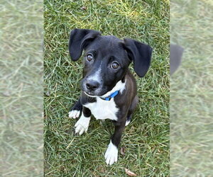 Lyvie - Female Mutt Dog for Adoption - Photo #6