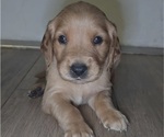 Puppy Green Golden Irish-Golden Retriever Mix