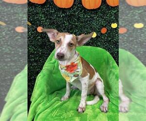Labrador Retriever-Unknown Mix Dogs for adoption in Corpus Christi, TX, USA