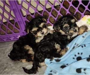 Morkie Puppy for sale in YPSILANTI, MI, USA