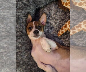 Heddy FH - Female Jack Russell Terrier-Parson Russell Terrier Mix Dog for Adoption - Photo #8