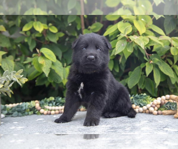 Medium Photo #5 German Shepherd Dog Puppy For Sale in SHIPSHEWANA, IN, USA