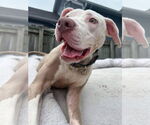 Small #39 American Pit Bull Terrier Mix