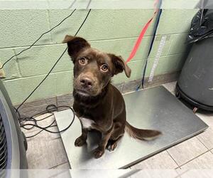 Labrador Retriever-Unknown Mix Dogs for adoption in Grand Prairie, TX, USA
