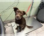 Small Labrador Retriever Mix