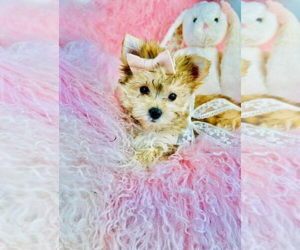 Medium Photo #3 Morkie Puppy For Sale in BOSTON, MA, USA