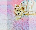 Small #2 Morkie