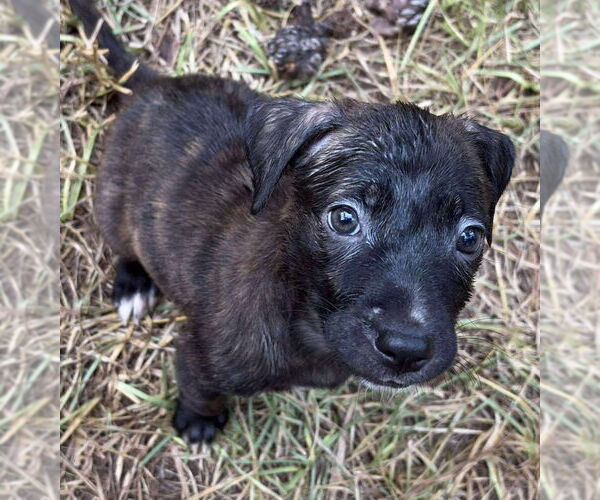 Medium Photo #2 Black Mouth Cur-Labrador Retriever Mix Puppy For Sale in Alexander, AR, USA