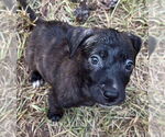 Small #1 Black Mouth Cur-Labrador Retriever Mix