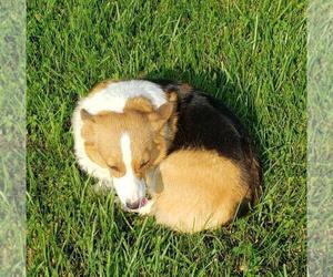 Mother of the Pembroke Welsh Corgi puppies born on 12/17/2021