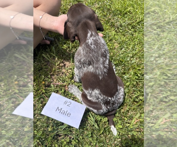 Medium Photo #12 German Shorthaired Pointer Puppy For Sale in BATESVILLE, IN, USA