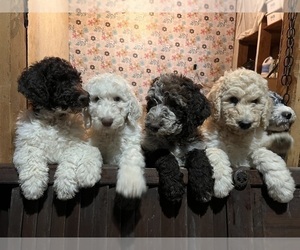 Double Doodle Puppy for sale in ONEIDA, TN, USA