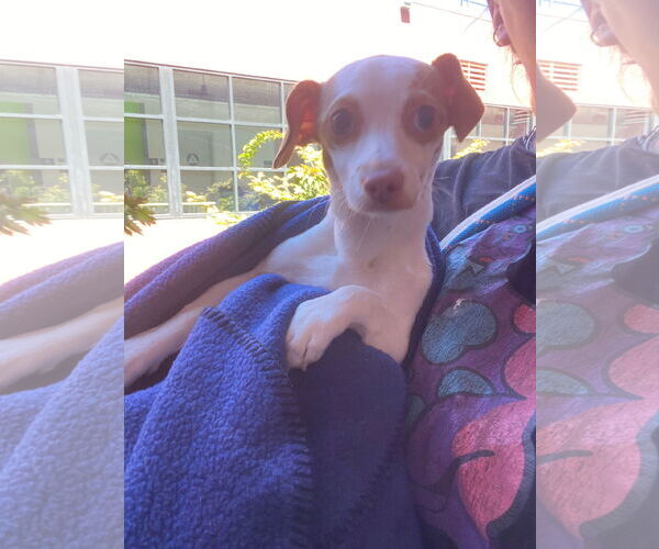 Medium Photo #12 Italian Greyhuahua Puppy For Sale in San Francisco, CA, USA